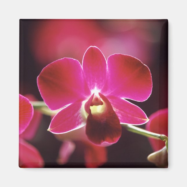 Imã Malásia, Orquídea (Frente)