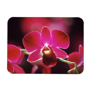 Ímã Malásia, Orquídea