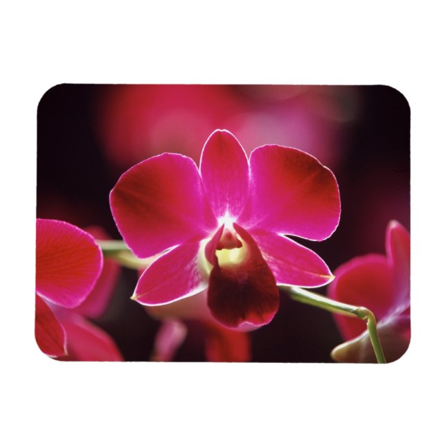 Ímã Malásia, Orquídea (Horizontal)