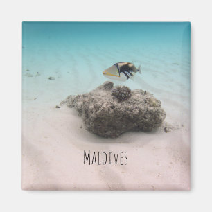 Imã Maldivas White Sand Lagoon Coral Fish Souvenir