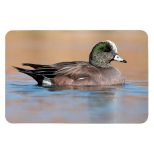 Ímã Male American Wigeon