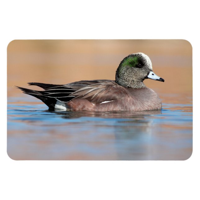Ímã Male American Wigeon (Horizontal)