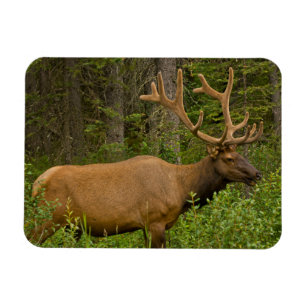 Ímã Male Elk   Banff National Park, Alberta, Canadá