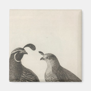 Imã Male & Female Partridge, Califórnia