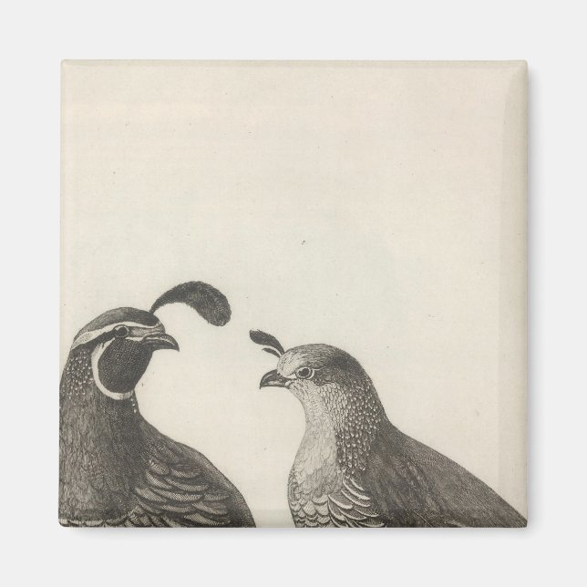 Imã Male & Female Partridge, Califórnia (Frente)