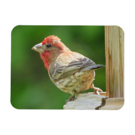 Ímã Male House Finch Magnet