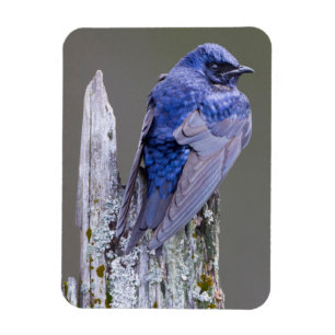 Ímã Male Purple Martin nest sobre o lago Sammamish