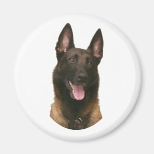 Imã malinois belgas