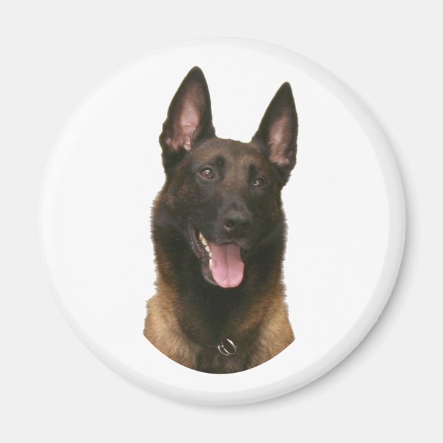 Imã malinois belgas (Frente)