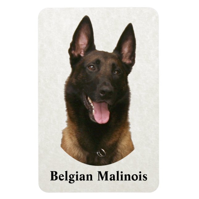 Ímã malinois belgas (Vertical)