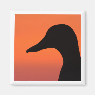 Imã Mallard 2x2 Magnet