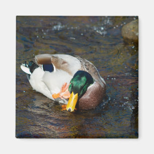 Imã Mallard Drake