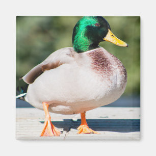 Imã Mallard Drake