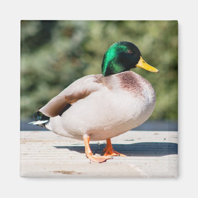 Imã Mallard Drake (Frente)