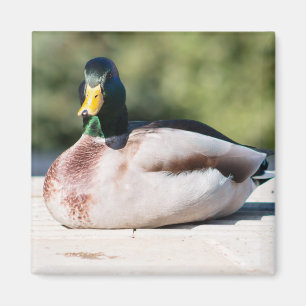 Imã Mallard Drake