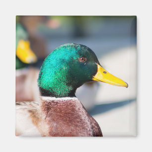 Imã Mallard Drake