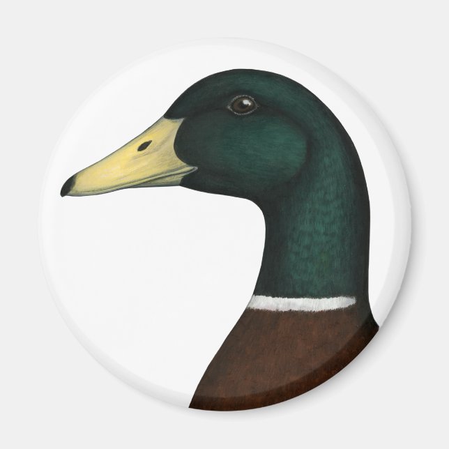 Imã Mallard Drake Head (Frente)