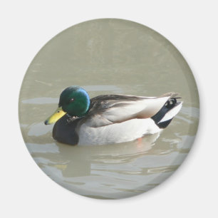 Imã Mallard Duck
