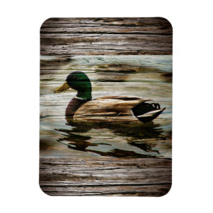 Ímã Mallard Duck