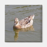 Mallard Duck 3 Magnet