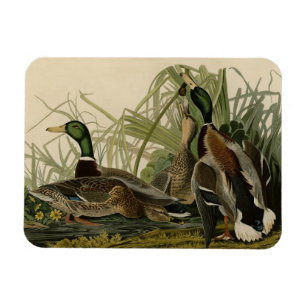 Ímã Mallard Duck do Pássaro da América de Audubon