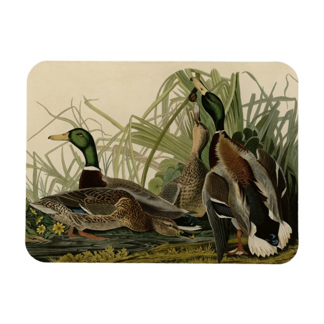 Ímã Mallard Duck do Pássaro da América de Audubon (Horizontal)