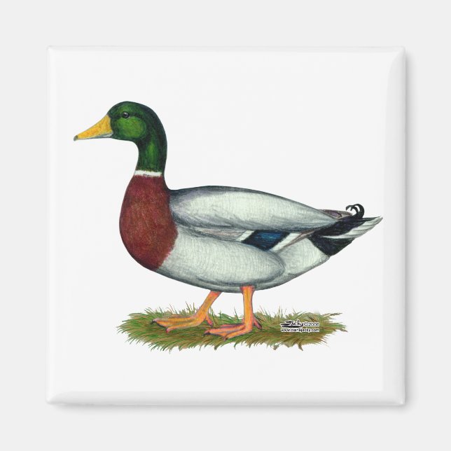 Imã Mallard Duck Drake (Frente)