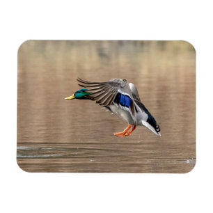 Ímã Mallard Duck em voo