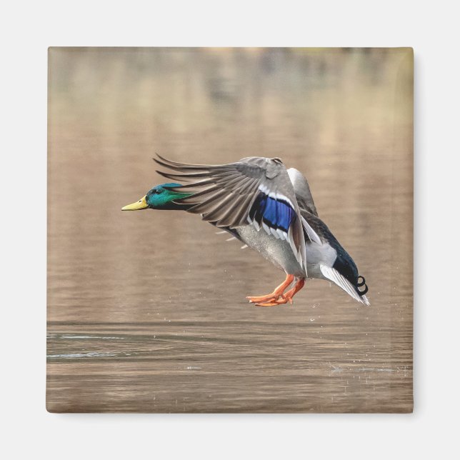 Imã Mallard Duck em voo (Frente)