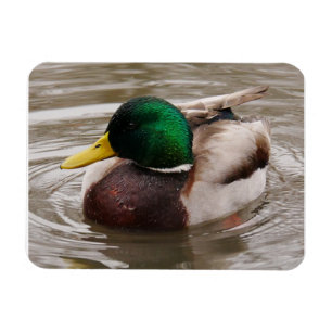 Ímã Mallard Duck Magnet