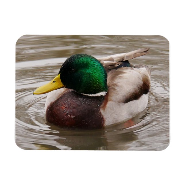Ímã Mallard Duck Magnet (Horizontal)