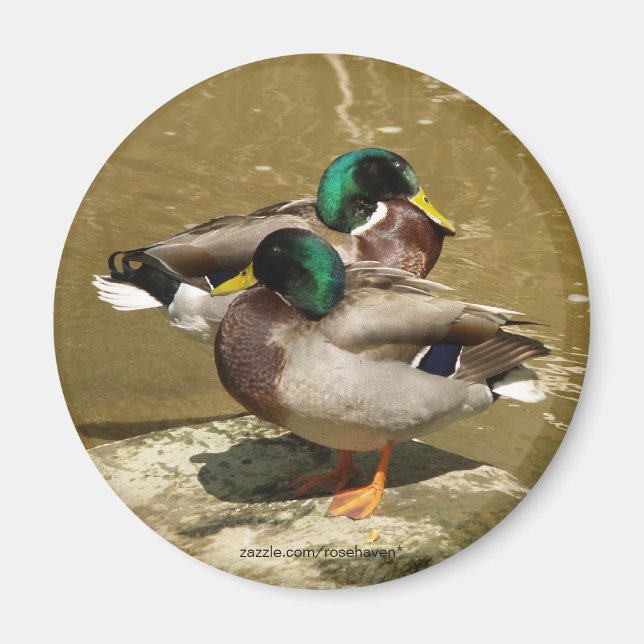 Imã Mallard Duck Magnet (Frente)