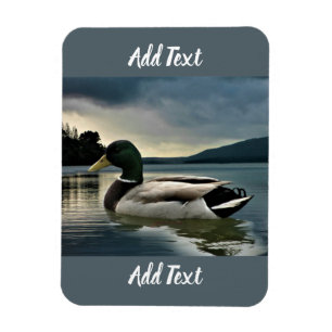 Ímã Mallard Duck No Lago