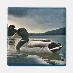 Imã Mallard Duck No Lago