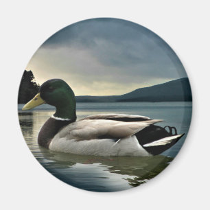 Imã Mallard Duck No Lago
