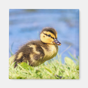 Imã Mallard Duckling