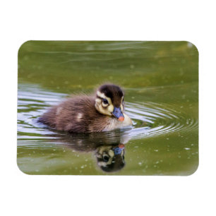 Ímã Mallard Duckling