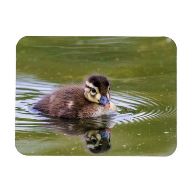 Ímã Mallard Duckling (Horizontal)