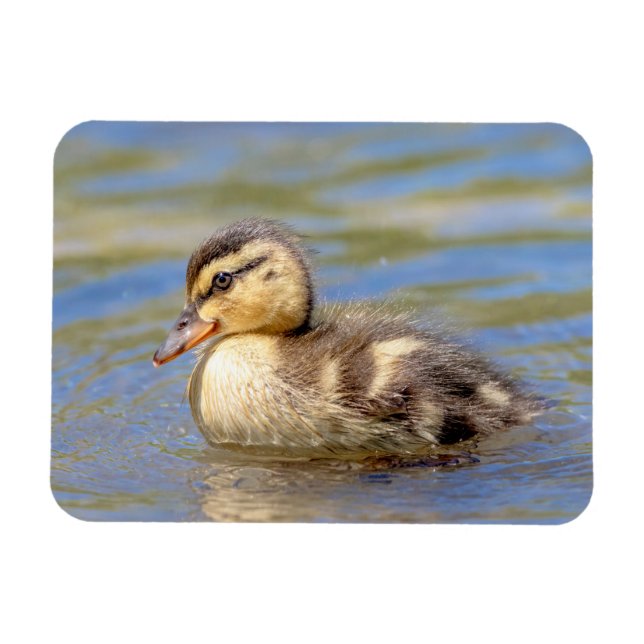 Ímã Mallard Duckling (Horizontal)