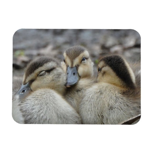 Ímã Mallard Ducklings Nabando! (Horizontal)