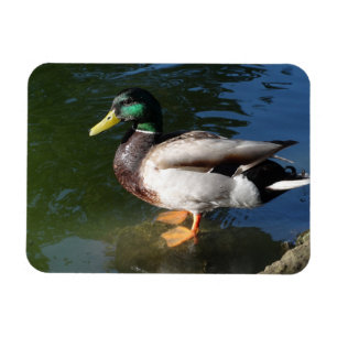 Ímã Mallard DuckPhoto Magnet