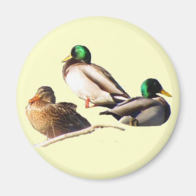 Imã Mallard Ducks (Frente)