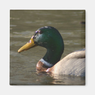 Imã Mallard Face