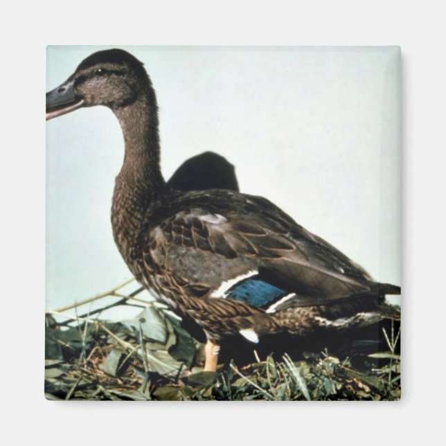 Imã Mallard Female (Frente)
