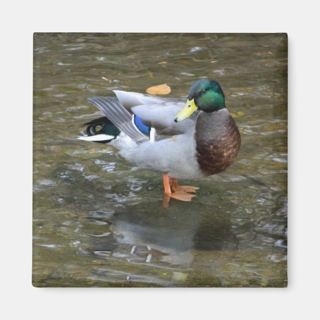 Imã Mallard (Homem) Bonito (Homem) (Frente)