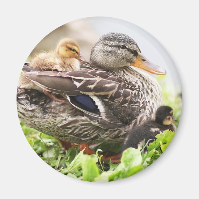 Imã Mallard, Mulher, Cercada Por Dutos (Frente)