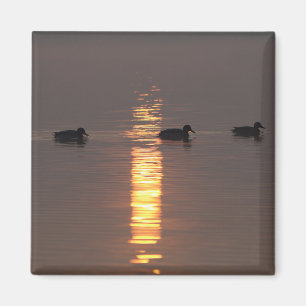 Imã Mallards Magnet