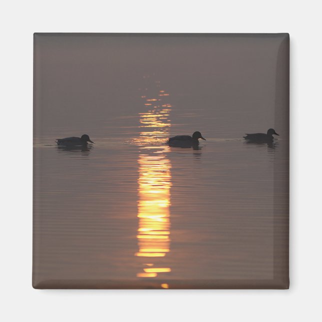 Imã Mallards Magnet (Frente)
