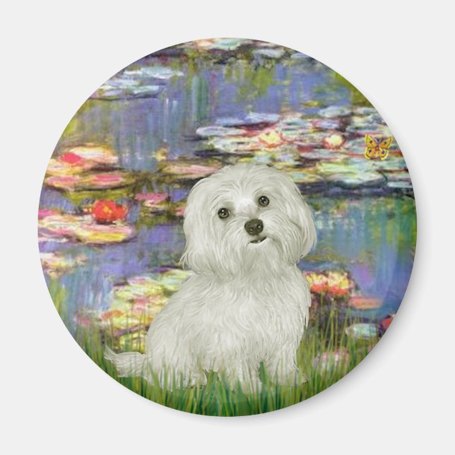 Imã Maltês 11 - Lírios 2 (Frente)