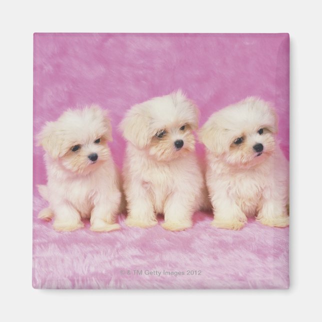 Imã Maltês Cachorro; é uma raça pequena de cão branco (Frente)